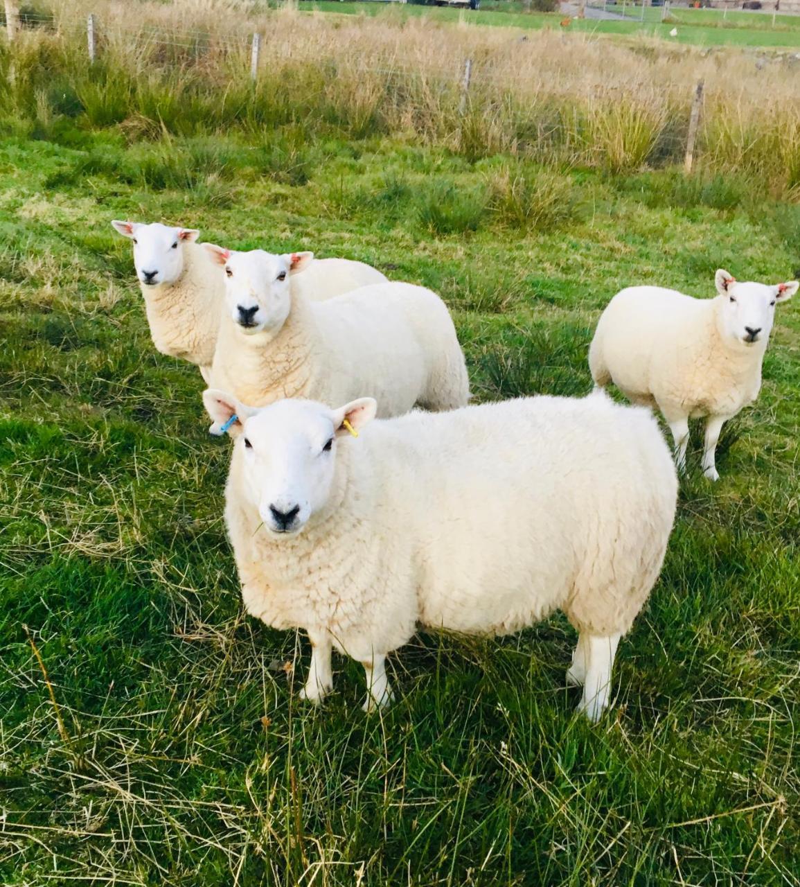 Gask House Farm Cottages Inverness Dış mekan fotoğraf